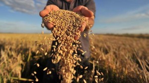 Россия может стать крупнейшим экспортером пшеницы в мире